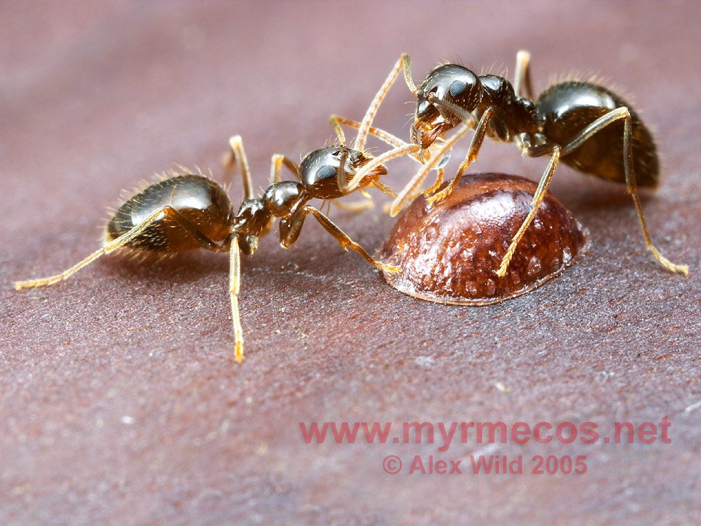 Formigas se alimentando