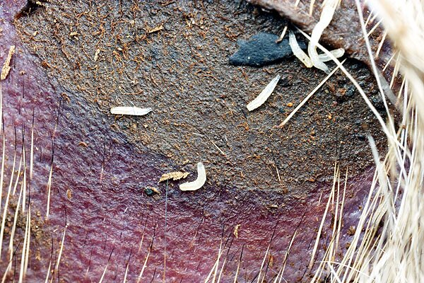 Crawling with maggots jul art di friday Picture of funkadelics maggot brain 
